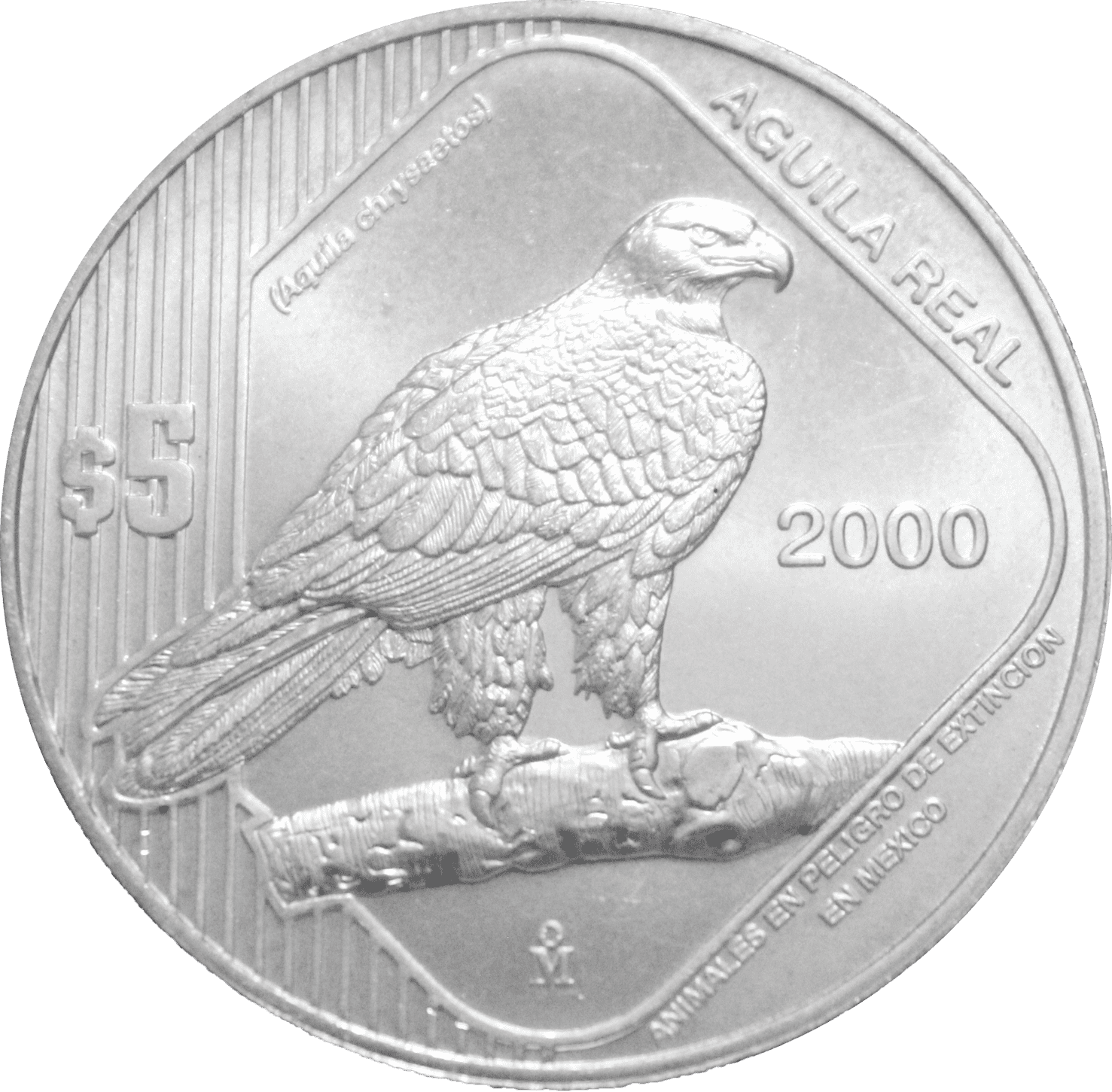 ONZA AGUILA REAL